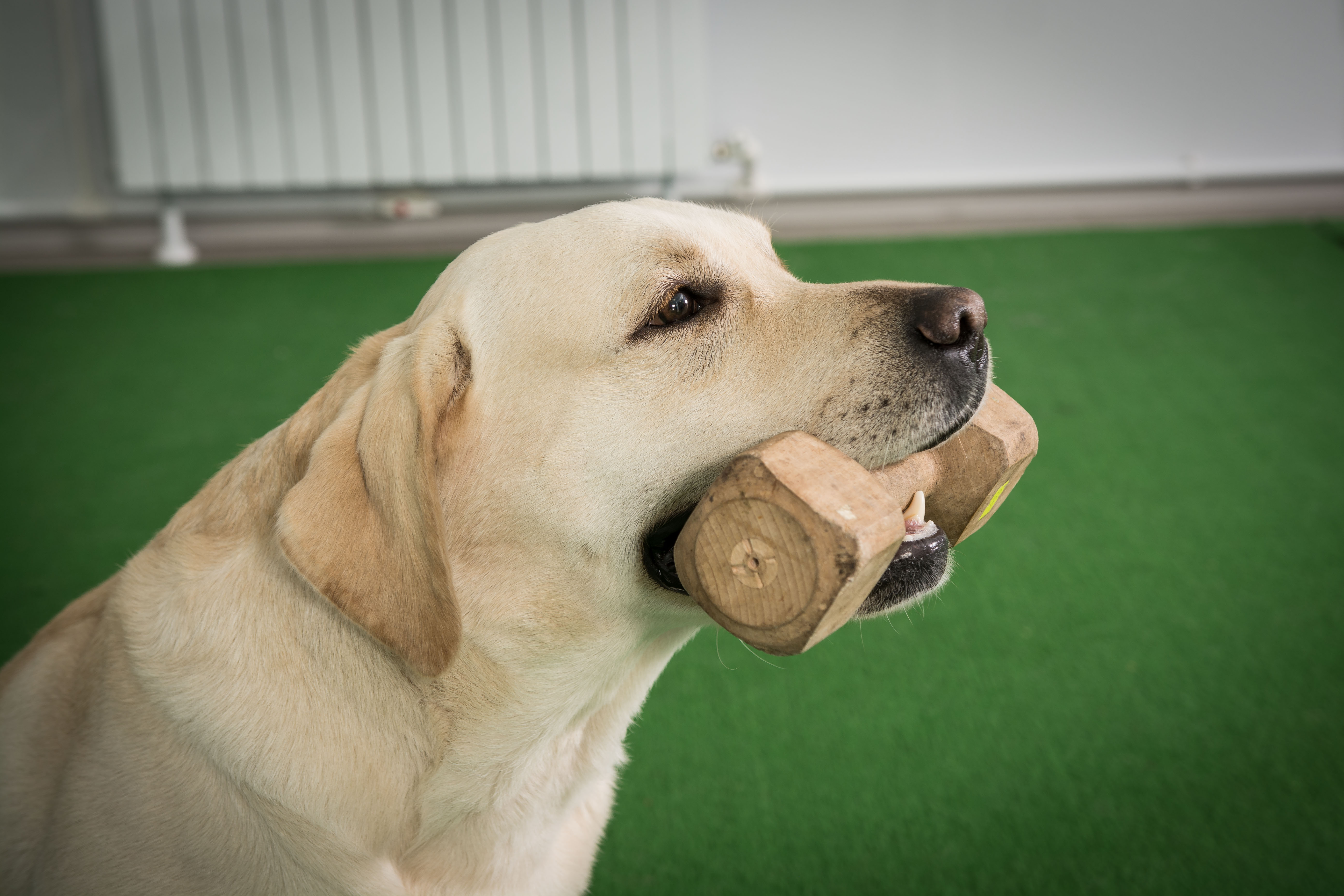 Дрессировка собак в Уфе | Dog Show Club