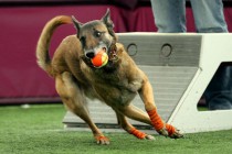 Участвовать в соревнованиях по флайболу могут собаки любых пород, а также дворняги.