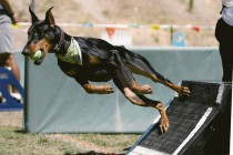 Участвовать в соревнованиях по флайболу могут собаки любых пород, а также дворняги.