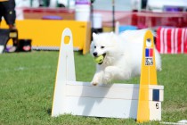 В соревнованиях по флайболу могут принимать участие любые собаки &mdash; породистые и беспородные, большие и маленькие.