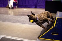 В соревнованиях по флайболу могут принимать участие любые собаки &mdash; породистые и беспородные, большие и маленькие.