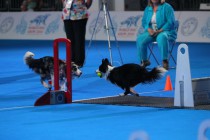Соревнования по флайболу на WORLD DOG SHOW-2016. Москва, Крокус-Экспо.