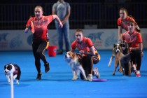 Соревнования по флайболу на WORLD DOG SHOW-2016. Москва, Крокус-Экспо.