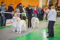Выставка собак в Магнитогорске. Мареммо-абруцкая овчарка ЕСЕНИЯ